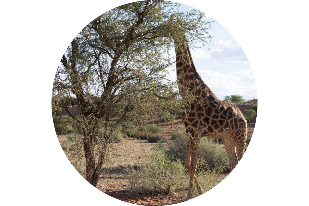 Untitled Design — Namibia Buddy Reise