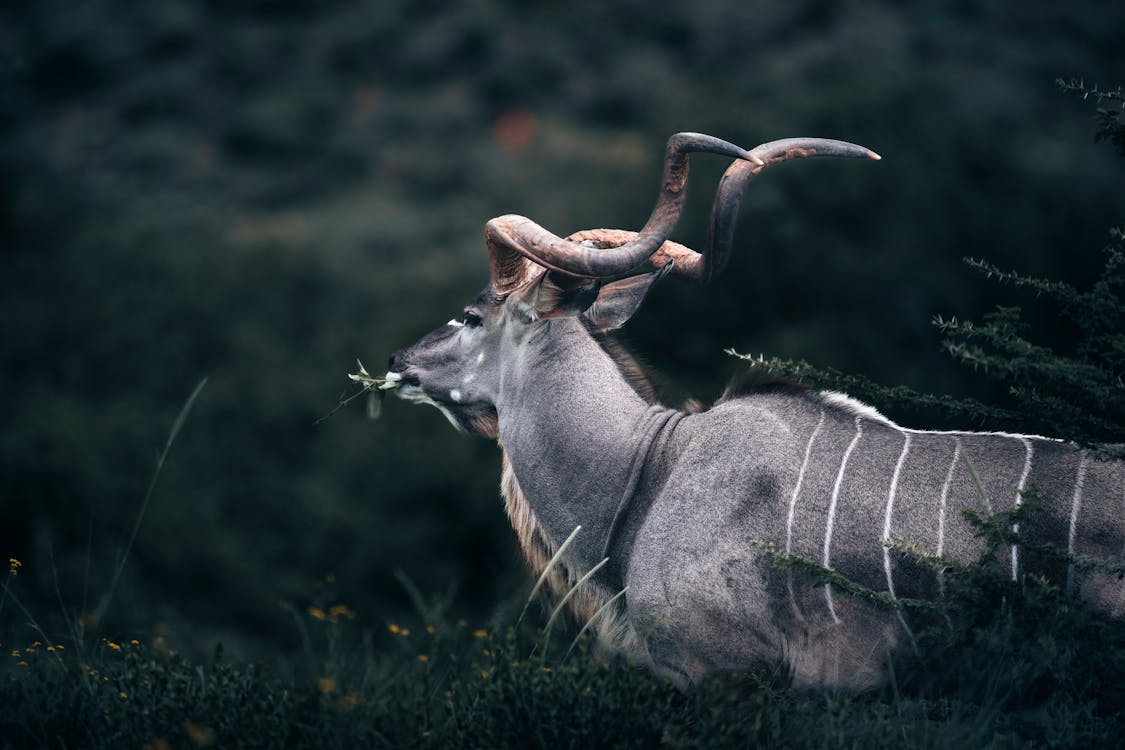 Free Photo Kudu Beim Fressen — Namibia Buddy Reise