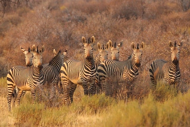 zebras-8054175_640