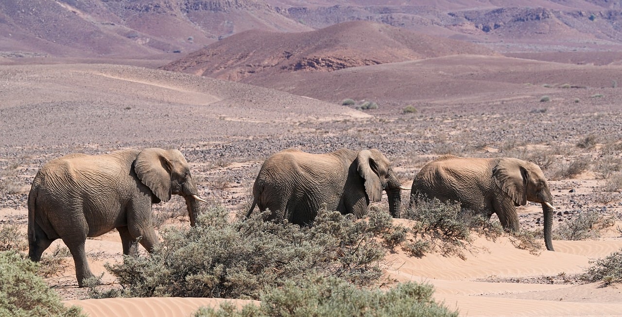 elephant-9145287_1280