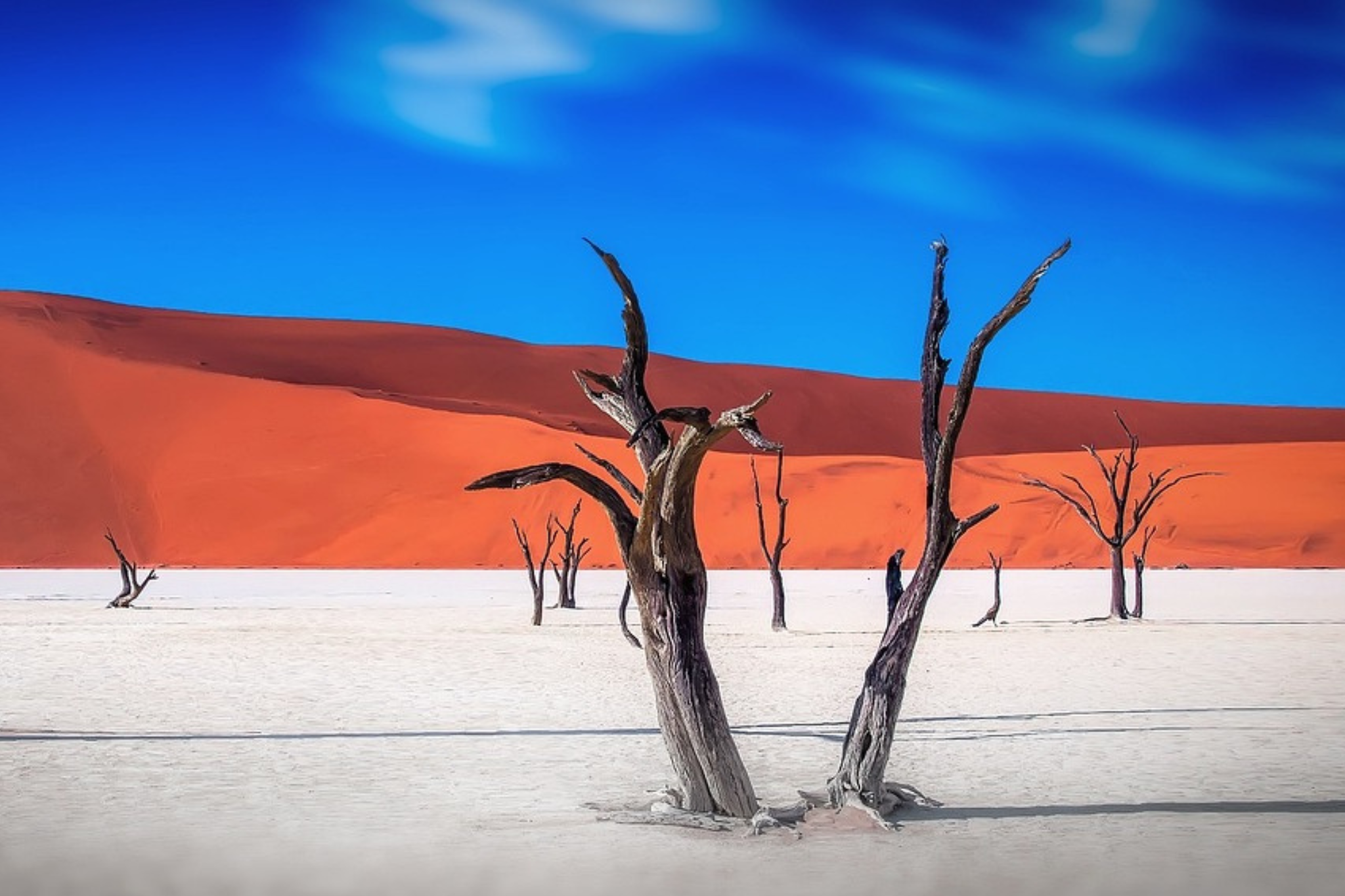Namibia-sossusvlei-desert-tree