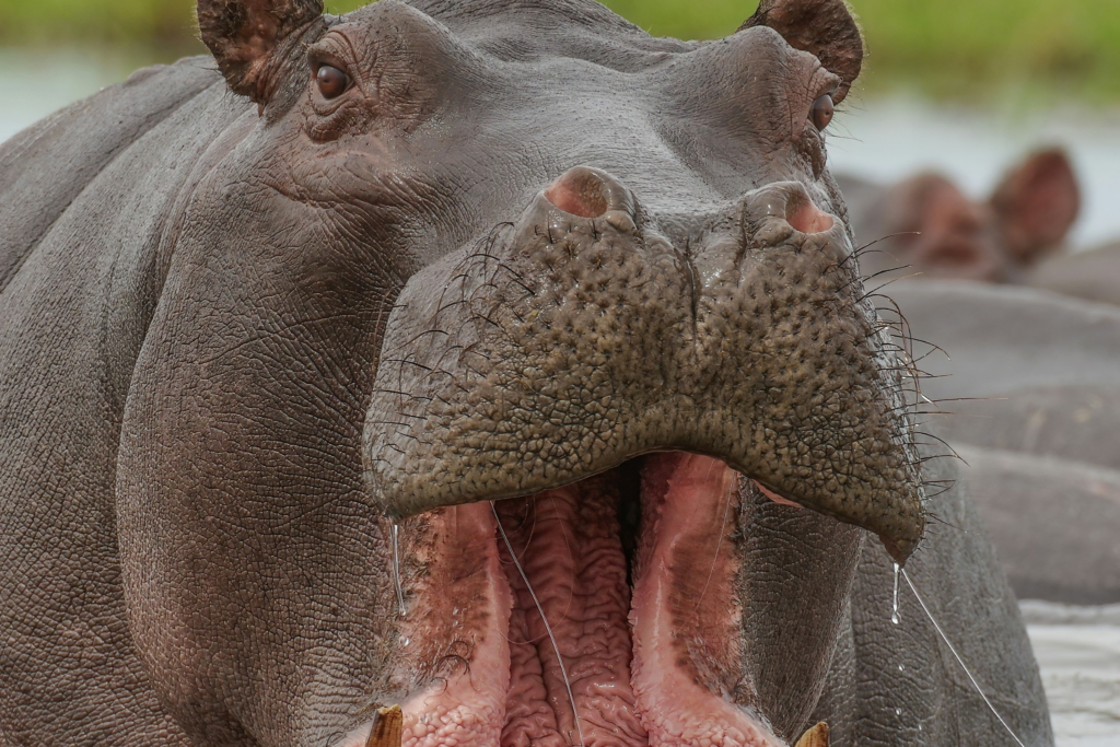 Hippopotamus Open Mouth Close — Namibia Buddy Reise