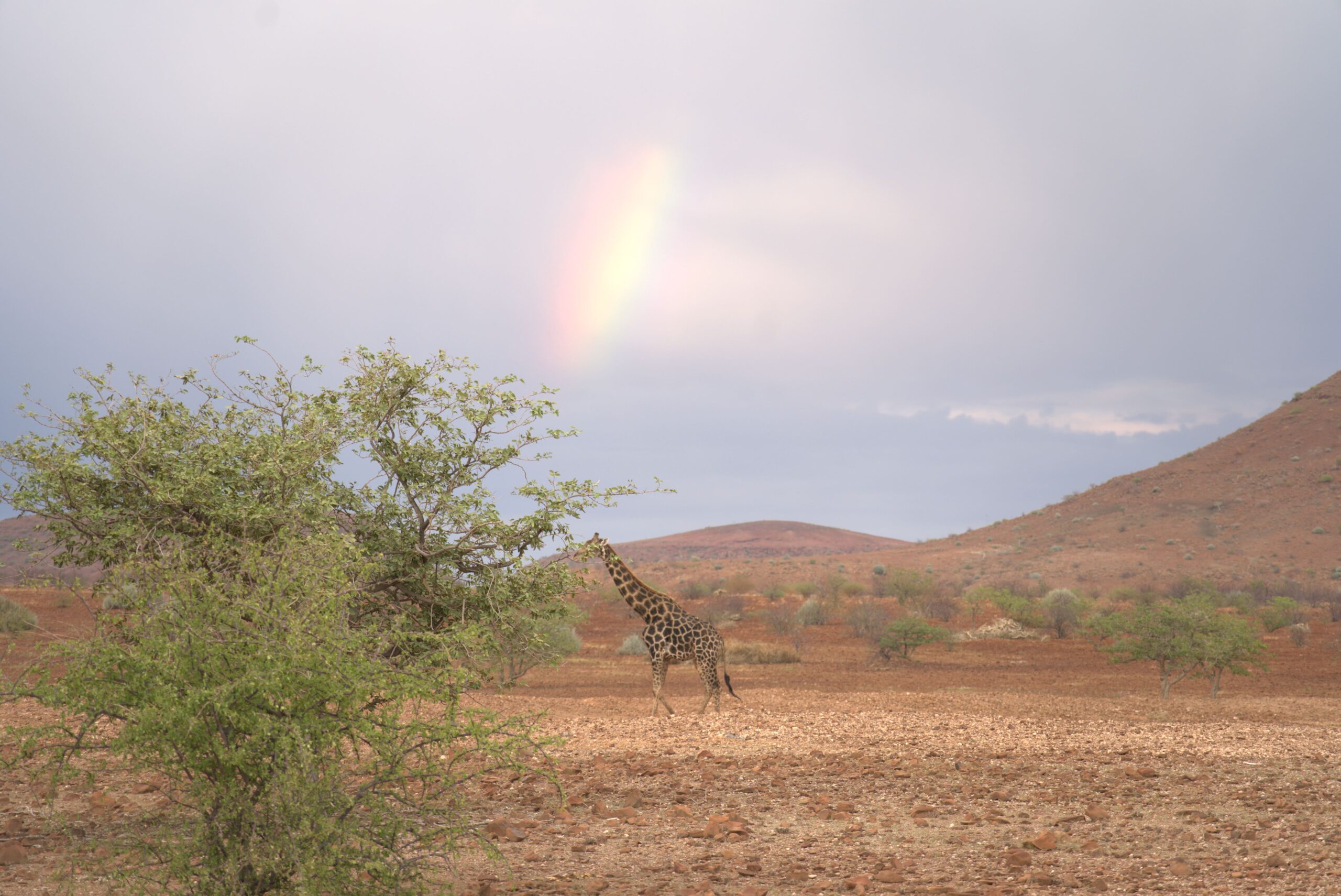 Damaraland-giraffe-rainbow-3