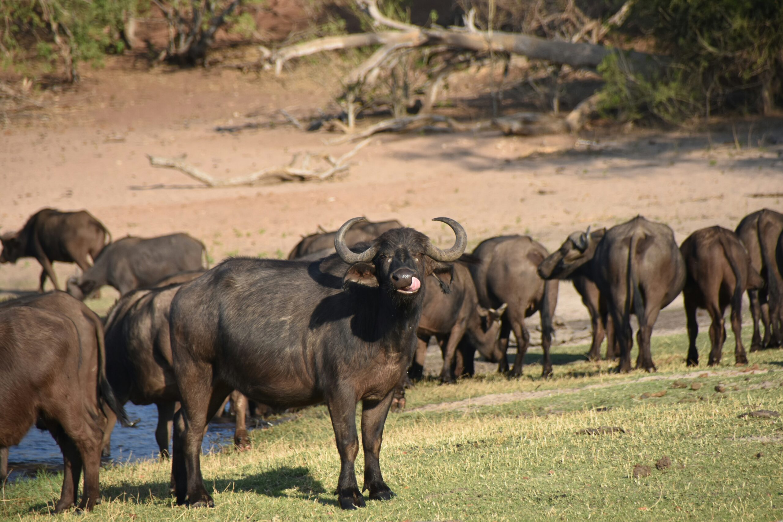 chobe-gnu