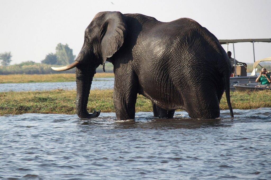 Chobe Nationalpark — Namibia Buddy Reise