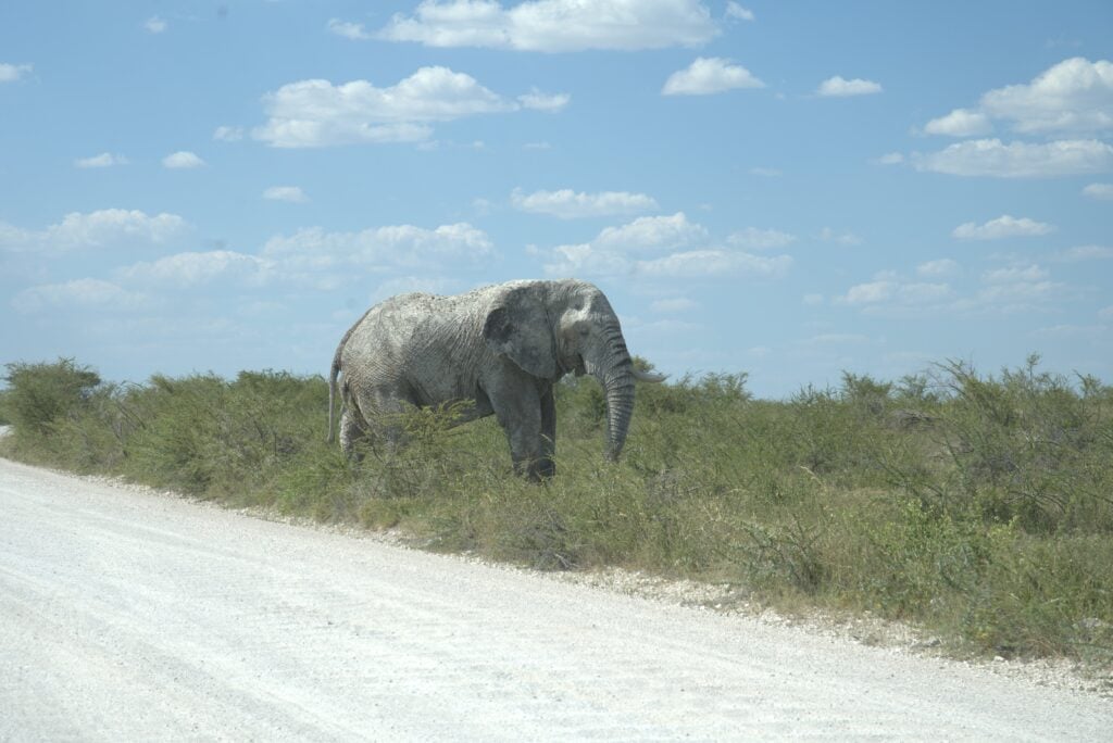 Etosha Elephant — Namibia Buddy Reise