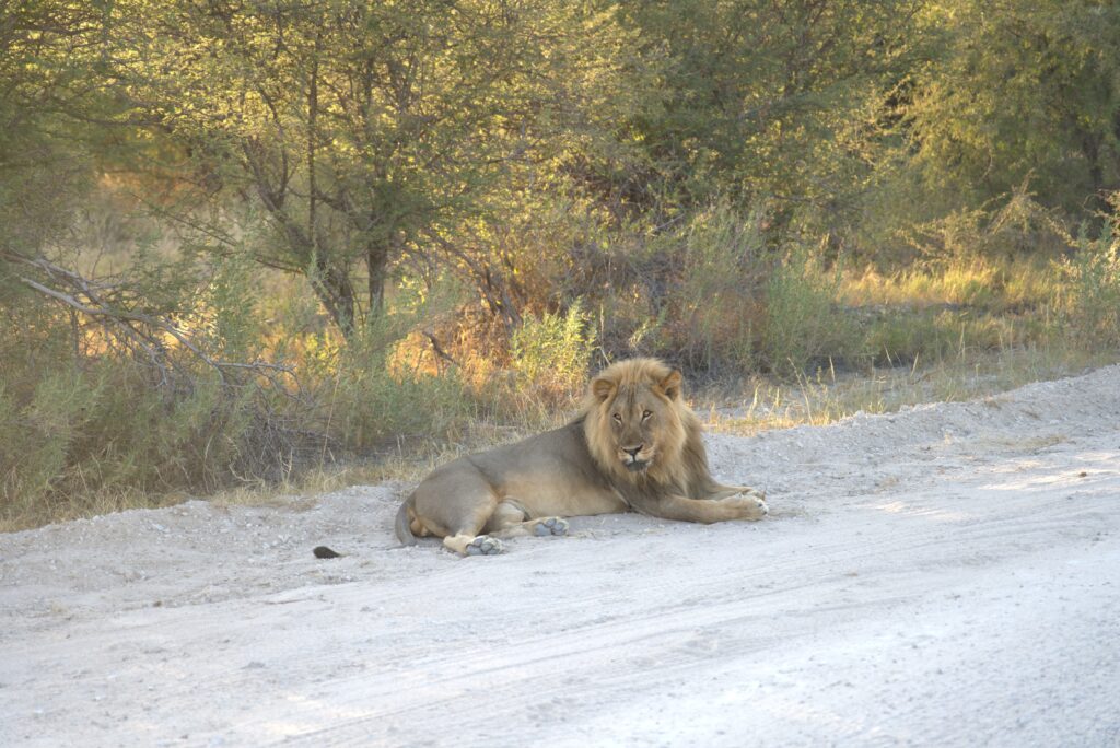 Etosha Morning Drive Lion — Namibia Buddy Reise