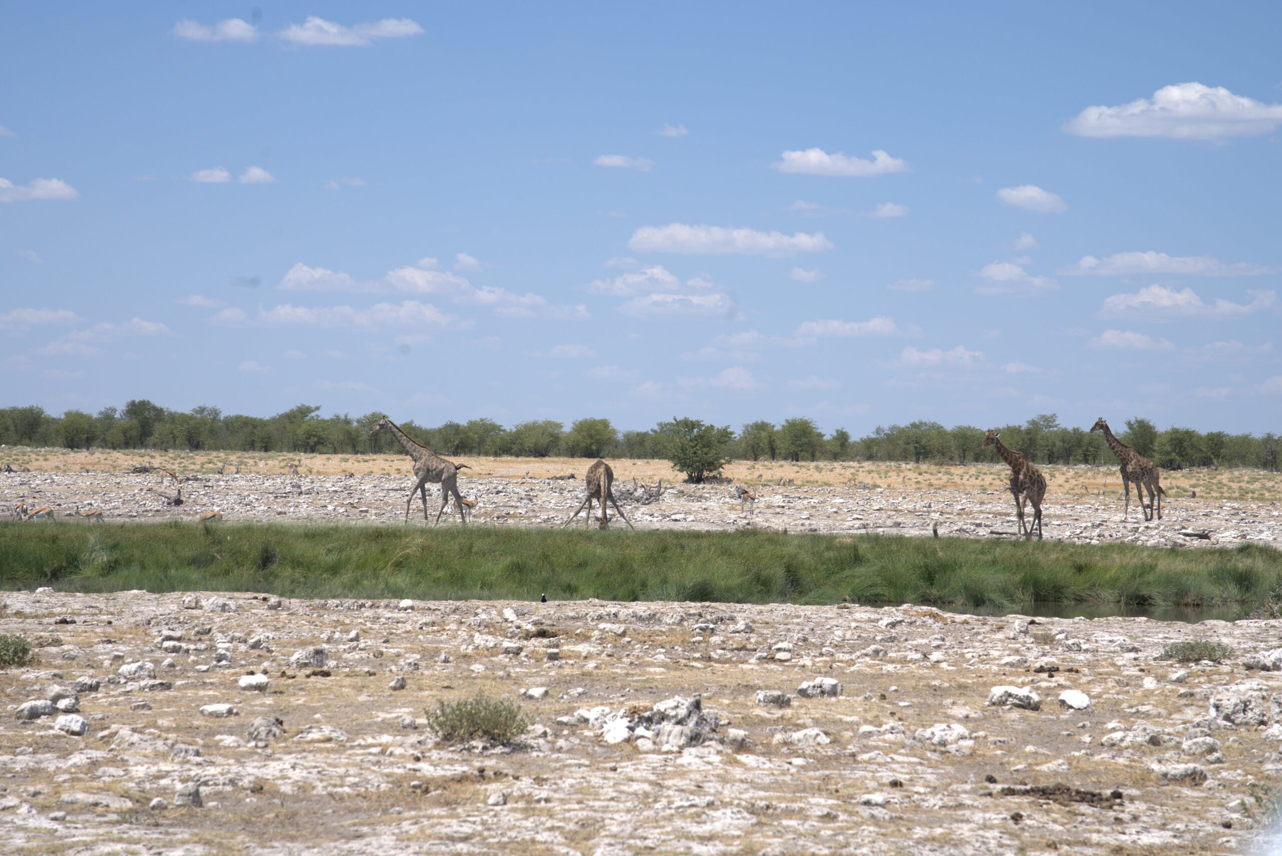 etosha-nationalpark-giraffe-drinking