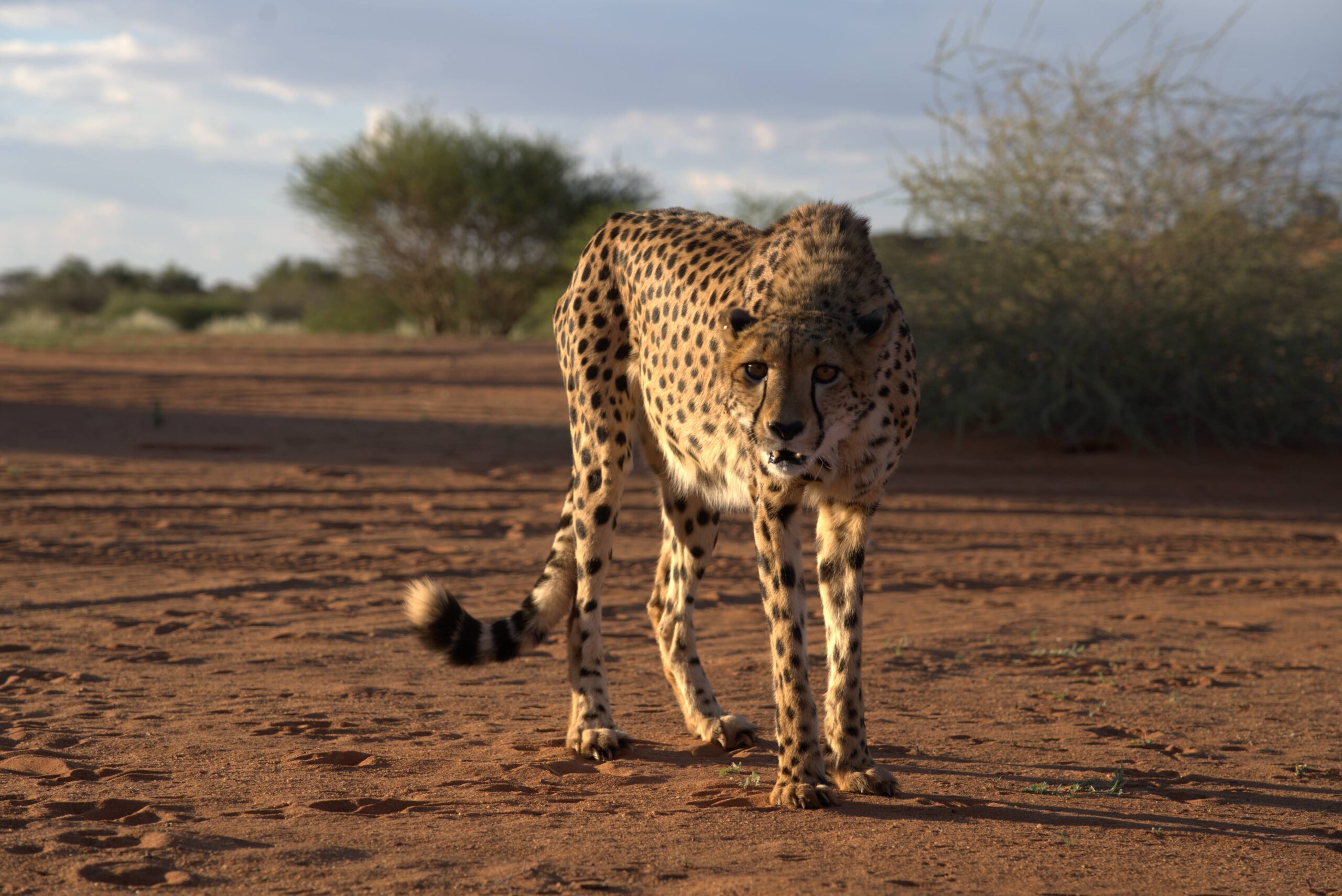 kalahari-cheeta-feeding-2