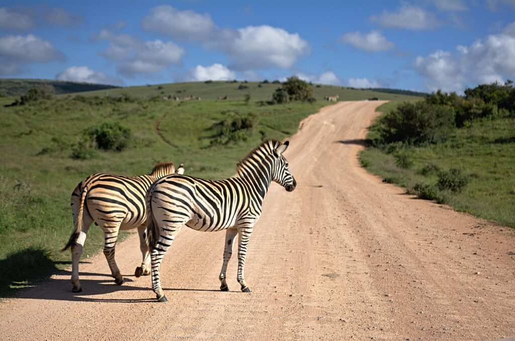 Zebra South Africa — Namibia Buddy Reise