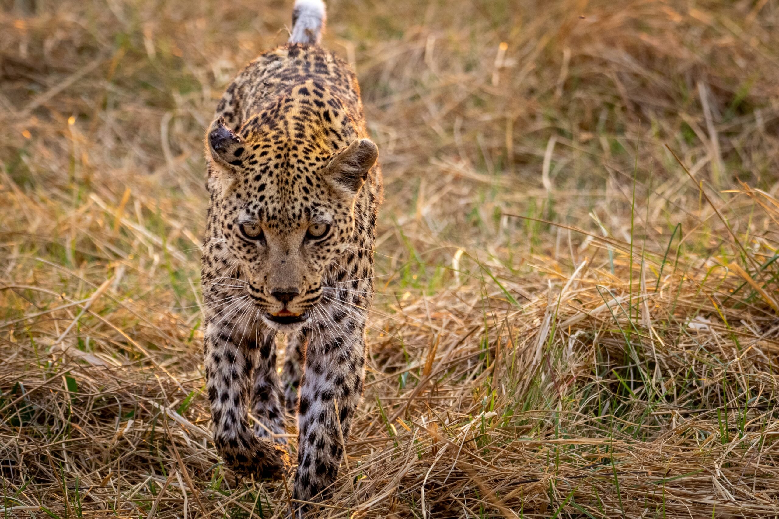 moremi-game-reserve