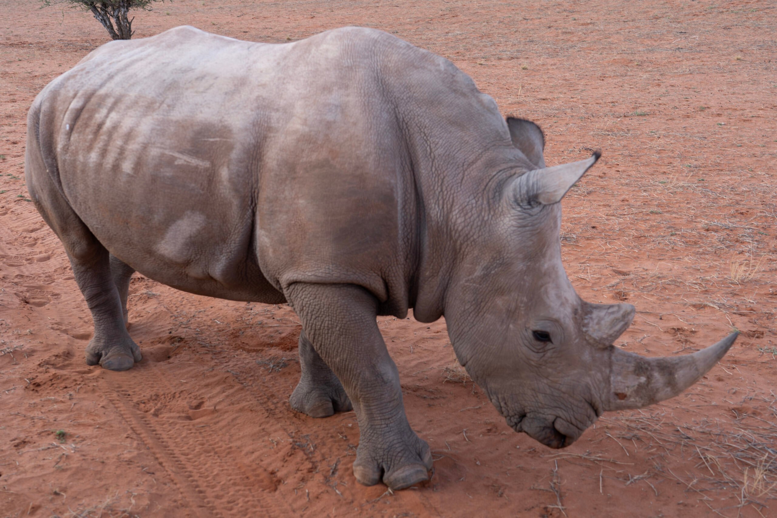 rhino-damaraland-palmwag-namibia-scaled-1.jpg
