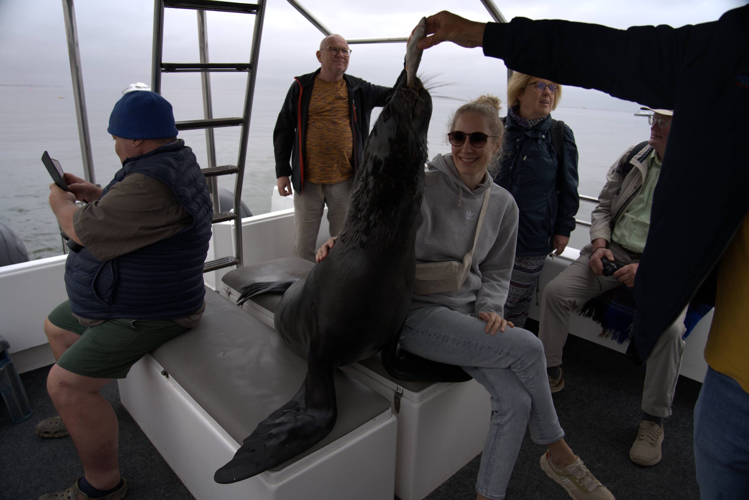 swakopmund-seal-is-being-fed-scaled.jpg