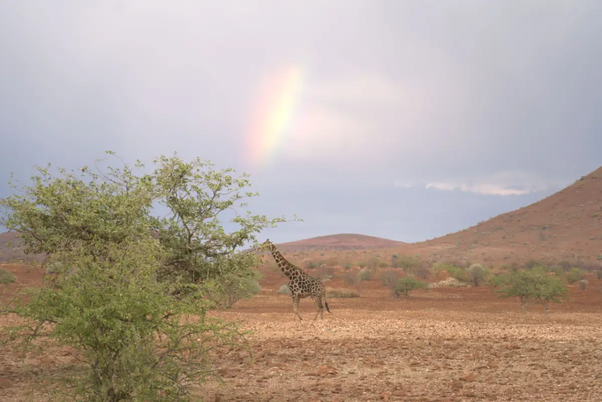 Damaraland Giraffe Rainbow — Namibia Buddy Reise