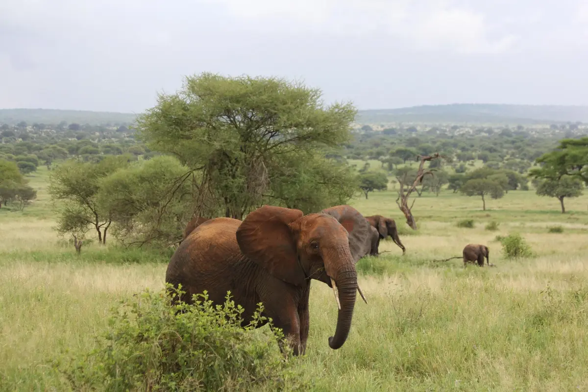 Elephant — Namibia Buddy Reise