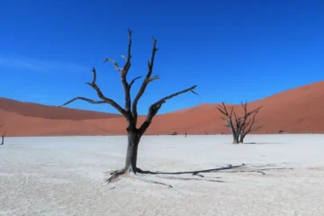 Epic Sossusvlei Tree Desert Namibia — Namibia Buddy Reise