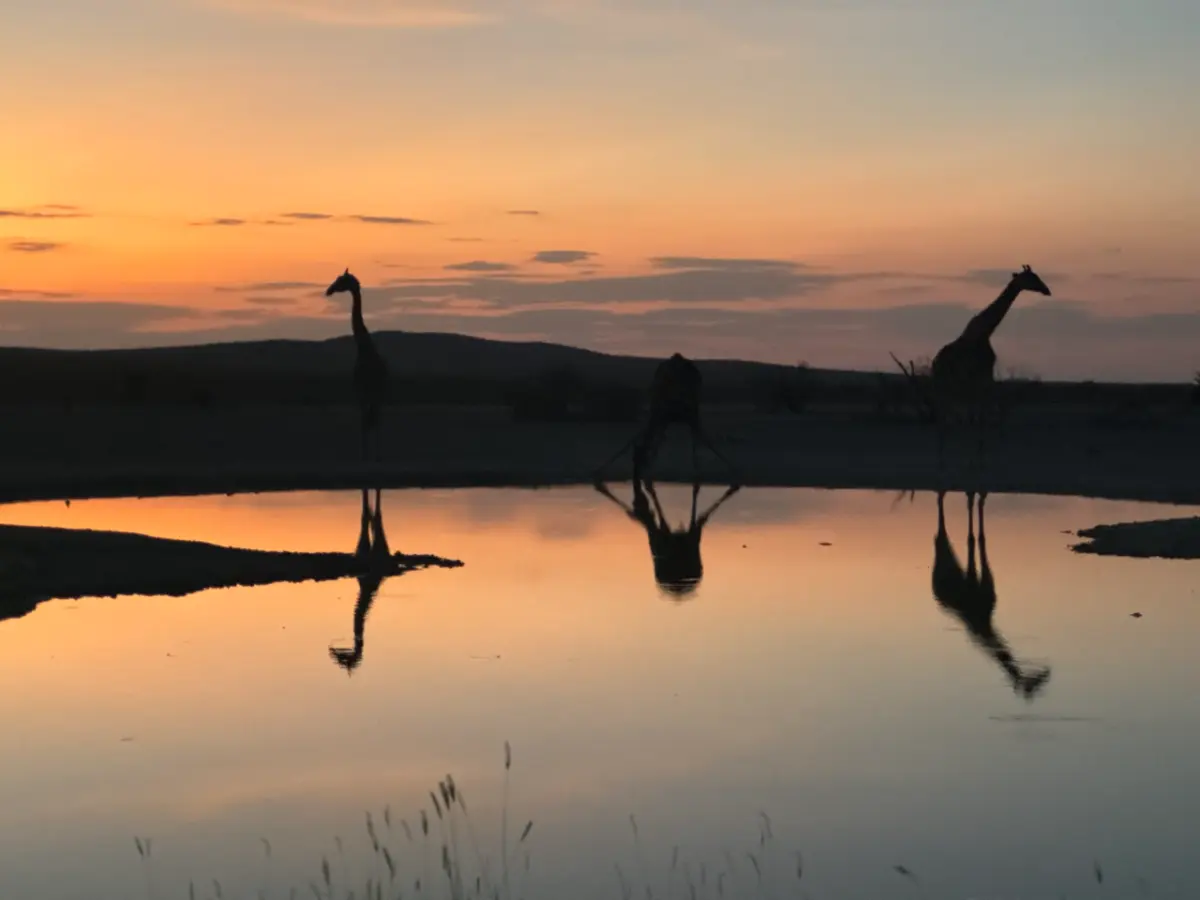Etosha Nationalpark Sunrise Giraffe — Namibia Buddy Reise