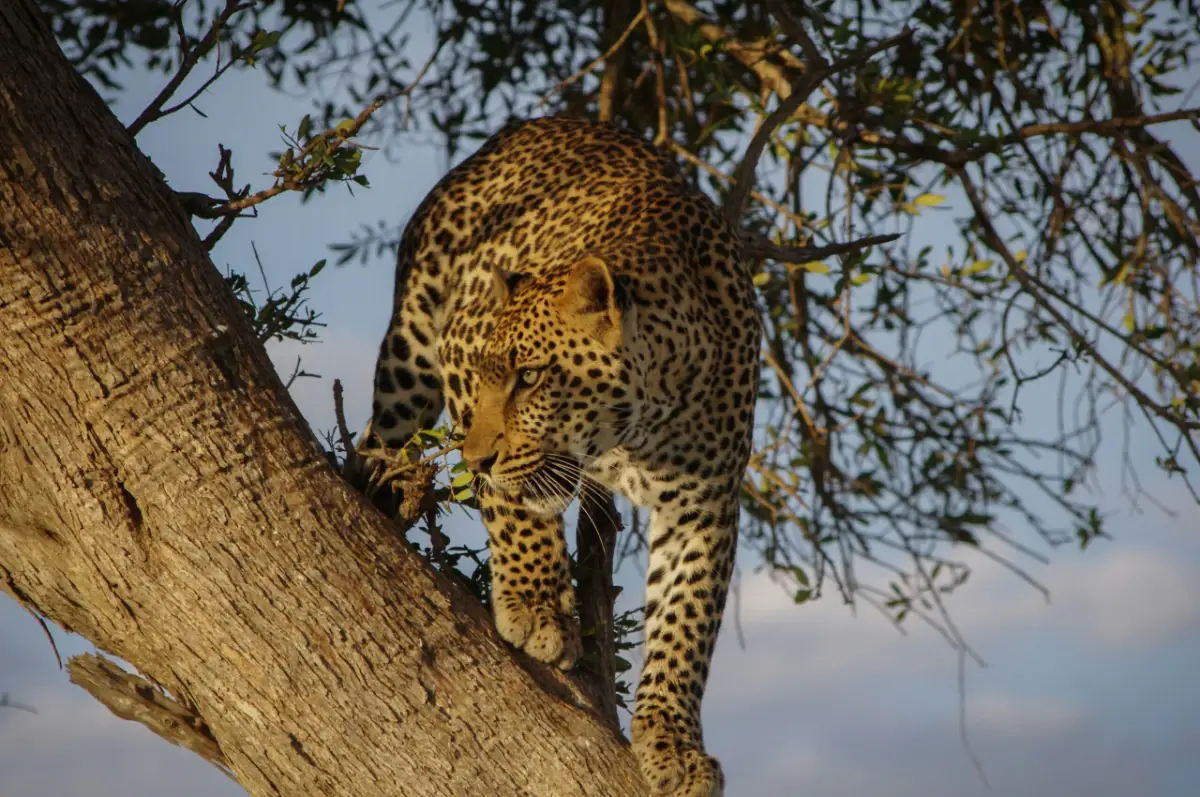 Gepard Climping Down Tree Namibia — Namibia Buddy Reise