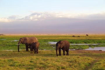 Kilimanjaro Elephant Tansania — Namibia Buddy Reise