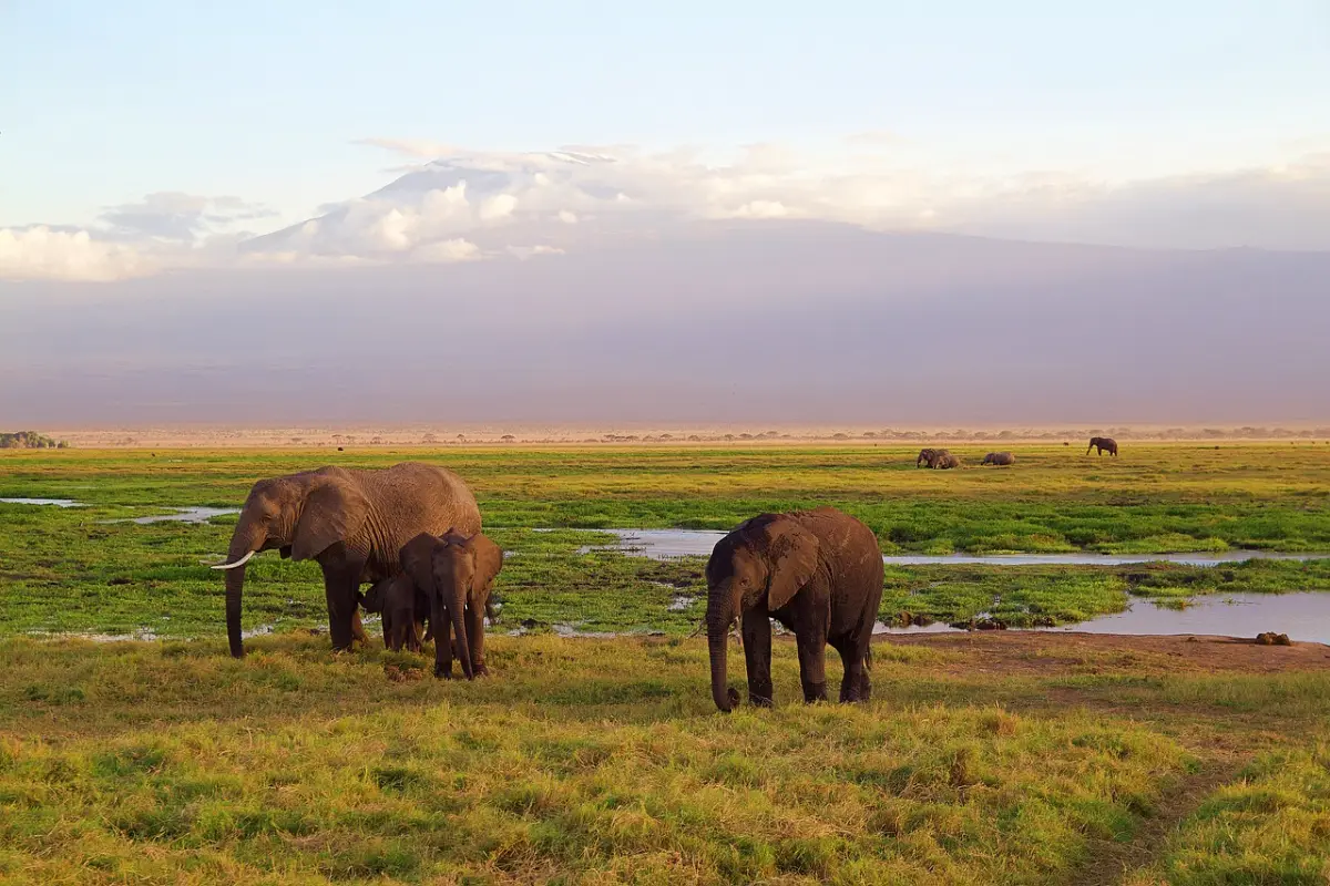 Kilimanjaro Elephant Tansania — Namibia Buddy Reise
