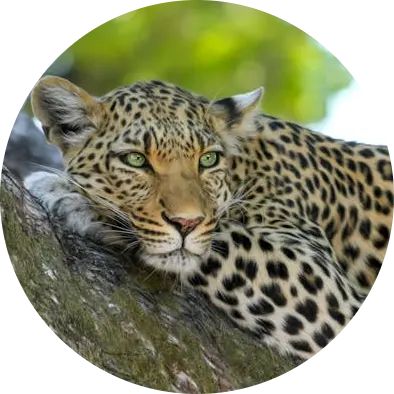 Leopard Wildcat Big Cat Botswana — Namibia Buddy Reise