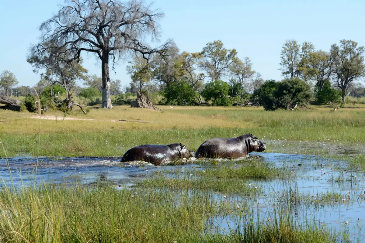 Okavango Hippo — Namibia Buddy Reise