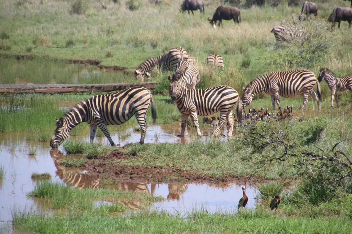 Serengeti Nationalpark — Namibia Buddy Reise