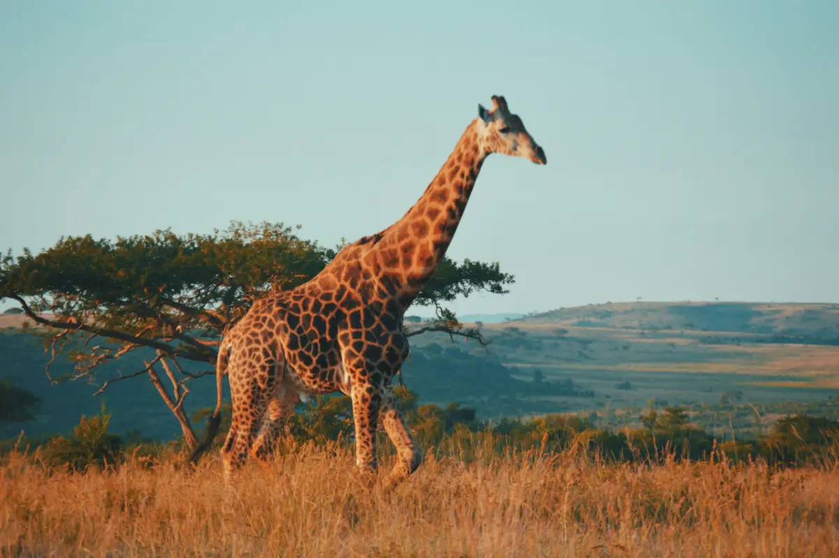 Suedafrika Giraffe — Namibia Buddy Reise