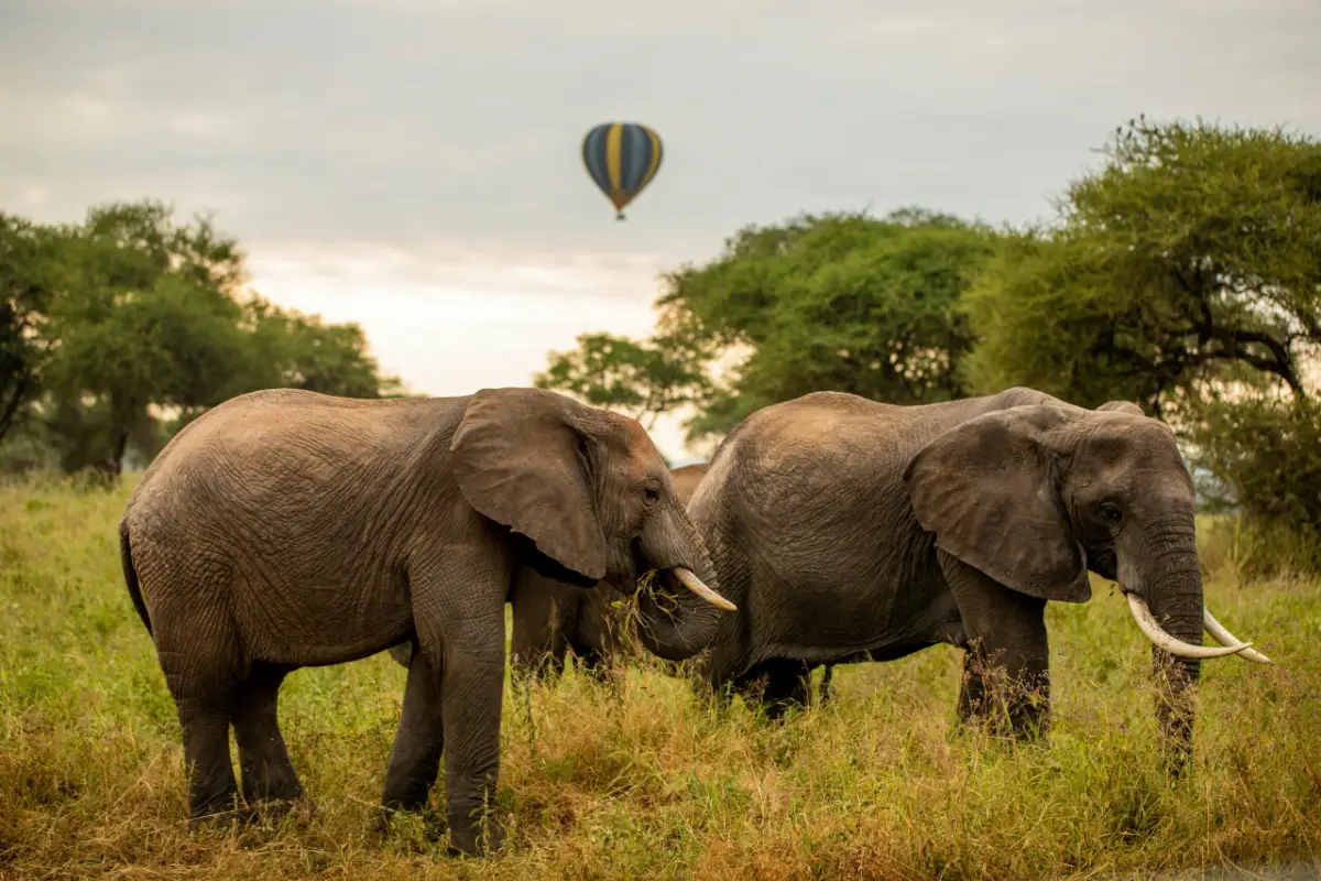 Tarangire Nationalpark Tanzania — Namibia Buddy Reise