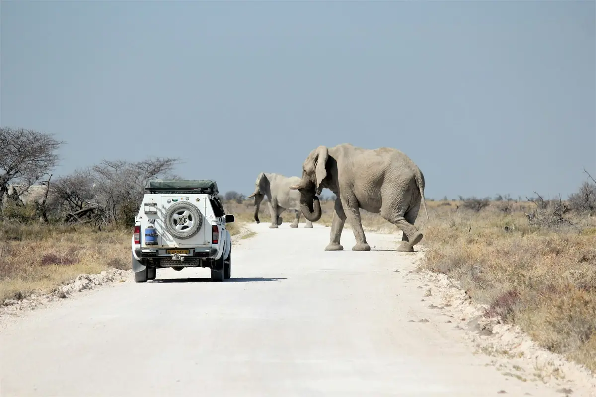 Zwei Elefanten überqueren eine Schotterpiste im Etosha-Nationalpark
