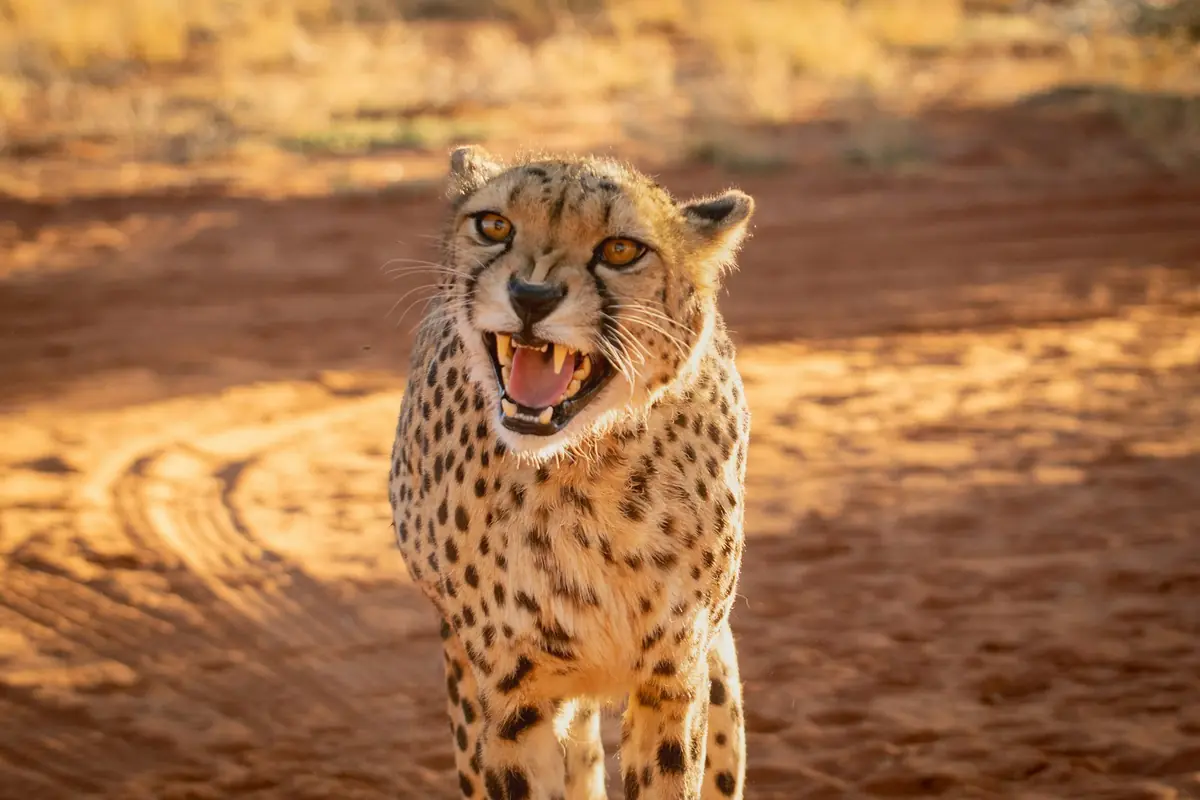 Gepard auf rotem Sand in der Kalahari, Namibia