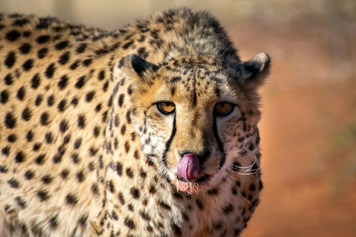 Gepard aus nächster Nähe, Namibia