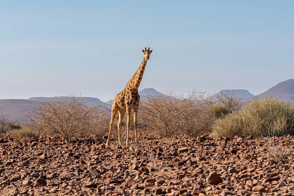 Namibische Giraffe in der Steinlandschaft des Damaralands
