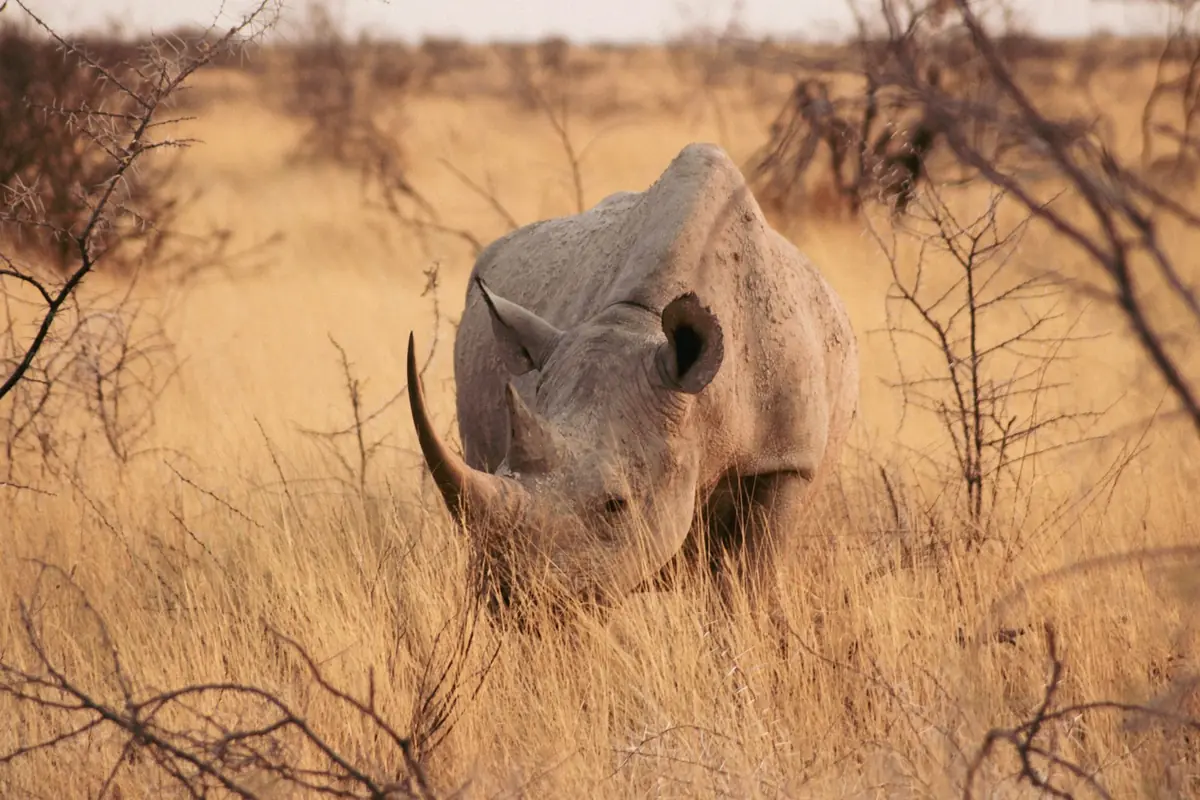 Nashorn im trockenen Gras des Etosha-Nationalparks