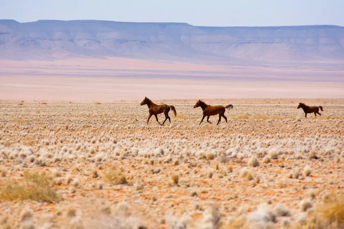 Wildpferde der Namib in der Wüste bei Aus, Namibia
